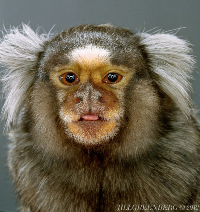 Ушастая обезьяна. Джилл Гринберг обезьяны. Игрунка Жоффруа. Пушистые обезьянки. Пушистая обезьяна.