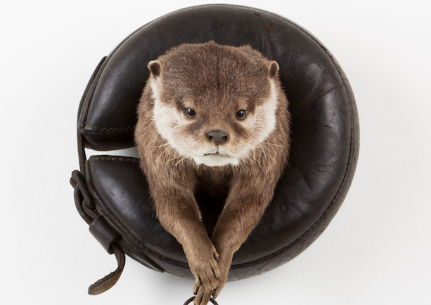 OtterLDG01